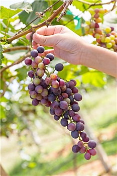chốt số hàng ngày